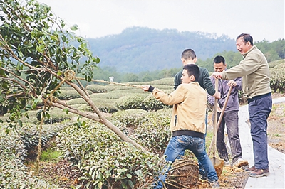 武夷山仙茗岩茶:“品种王国”也走“优化”路