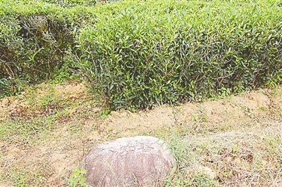 武夷山仙茗岩茶:“品种王国”也走“优化”路