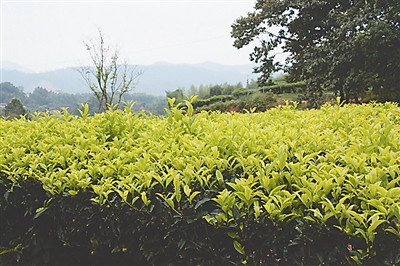 武夷山仙茗岩茶:“品种王国”也走“优化”路