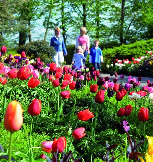 荷兰库肯霍夫 全球最美的花园