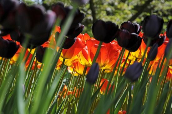 荷兰库肯霍夫 全球最美的花园